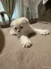 Кошки - Шотландский котенок - Вся Беларусь Шотландский котенок - Вся Беларусь - 249848 - Доска объявлений Kupika.by