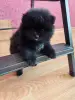 Померанский шпиц - Вся Беларусь - 249901 - Доска объявлений Kupika.by - Фото 2