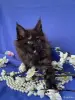 Мейн-Кун котята чистокровные - Вся Беларусь - 249572 - Доска объявлений Kupika.by - Фото 5