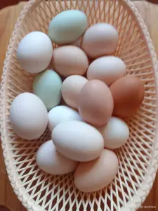 Яйца куриные