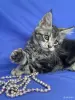 Мейн-Кун котята чистокровные - Вся Беларусь - 249572 - Доска объявлений Kupika.by - Фото 12