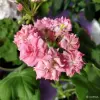 Розебудная герань Antique Rose,-молодые кустики - Вся Беларусь - 247875 - Доска объявлений Kupika.by - Фото 6