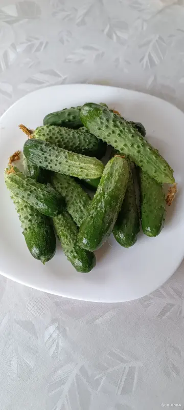 Огурцы
