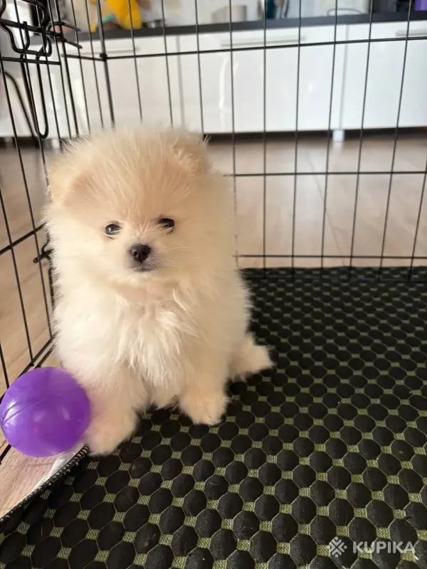 Продам щенка померанского шпица - Вся Беларусь - 248923 - Доска объявлений Kupika.by - Фото 6