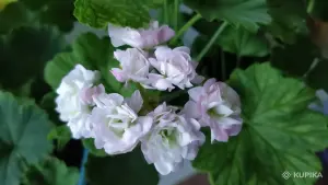 Герань 'April Snow',-молодые кустики