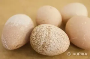 Яйцо цесарки