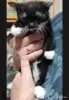 Котёнок - Вся Беларусь - 249090 - Доска объявлений Kupika.by - Фото 2