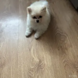 Шпиц