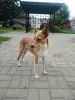Собака в дар - Вся Беларусь - 249965 - Доска объявлений Kupika.by - Фото 2