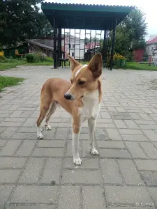 Собака в дар
