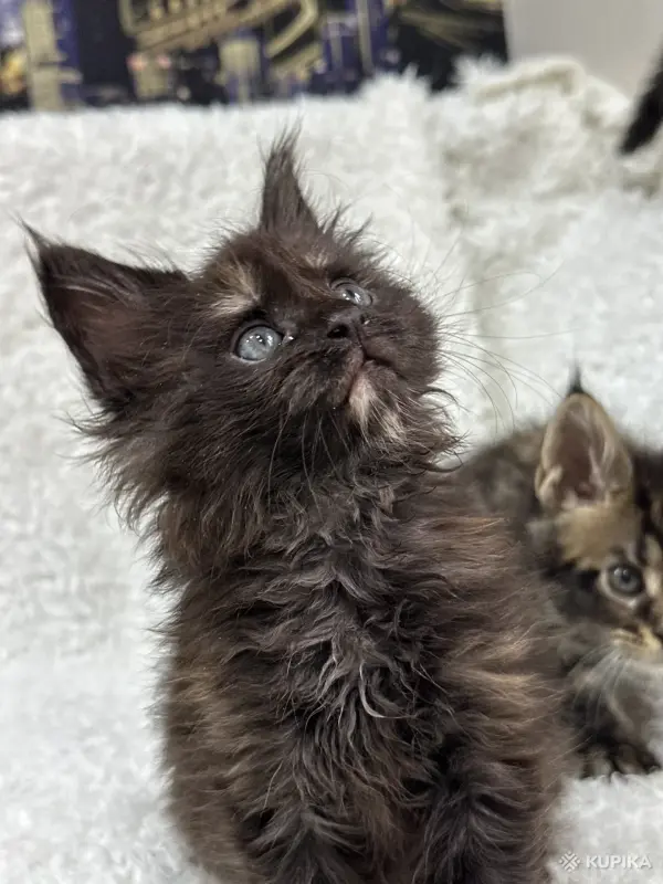 Кошки - Мейн-Кун котята - Вся Беларусь - Фото 9 Мейн-Кун котята - Вся Беларусь - 248534 - Доска объявлений Kupika.by - Фото 9