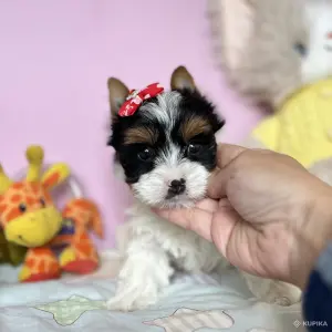 Бивер йоркширский терьер