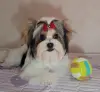 Щенок Бивера - Вся Беларусь - 248787 - Доска объявлений Kupika.by - Фото 5