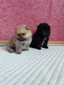 Щенки померанского шпица