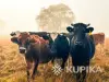Выкуп быков, коров, лошадей по всей территории РБ.Звоните. - Вся Беларусь - 232869 - Доска объявлений Kupika.by - Фото 2