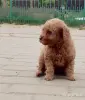Пудель с родословной - Вся Беларусь - 248666 - Доска объявлений Kupika.by