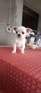 Чихуахуа