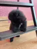 Померанский шпиц - Вся Беларусь - 249901 - Доска объявлений Kupika.by - Фото 6