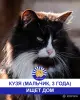 Стая Вики - котики ждут своих хозяев - Вся Беларусь - 248113 - Доска объявлений Kupika.by - Фото 2