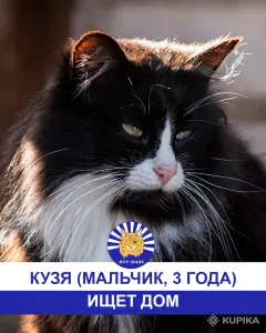 Стая Вики - котики ждут своих хозяев
