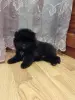 Собаки - Померанский шпиц. - Вся Беларусь - Фото 3 Померанский шпиц. - Вся Беларусь - 249546 - Доска объявлений Kupika.by - Фото 3