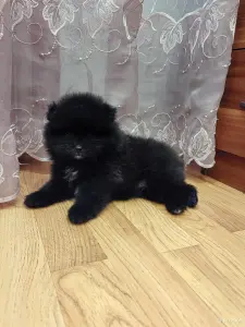 Померанский шпиц.