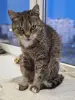 Кошки - Кошечка красавица ищет дом - Вся Беларусь Кошечка красавица ищет дом - Вся Беларусь - 249912 - Доска объявлений Kupika.by
