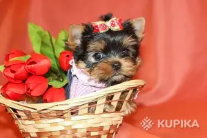 Щенки йоркширского терьера !!!