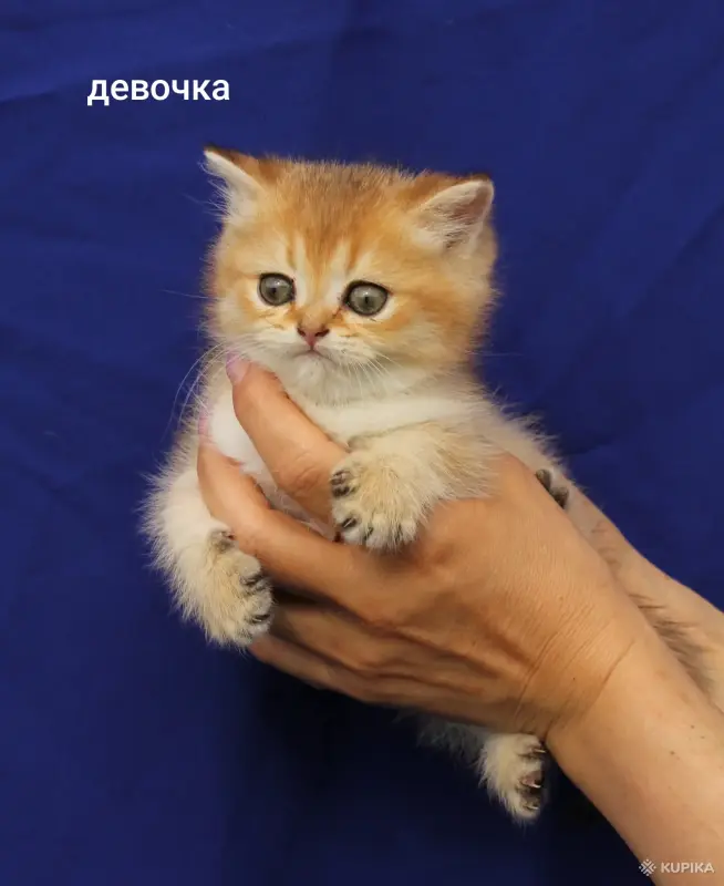 Шотландские котята
