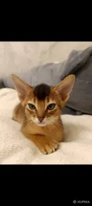 Абессинский котенок