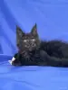 Мейн-Кун котята чистокровные - Вся Беларусь - 249572 - Доска объявлений Kupika.by - Фото 11