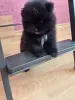 Померанский шпиц - Вся Беларусь - 249901 - Доска объявлений Kupika.by - Фото 4