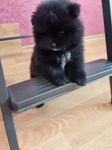 Померанский шпиц