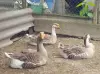 Гуси семья гусей - Вся Беларусь - 249252 - Доска объявлений Kupika.by - Фото 13