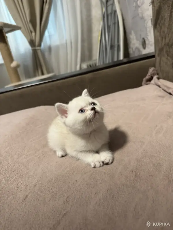 Кошки - Котенок шотландский - Вся Беларусь - Фото 4 Котенок шотландский - Вся Беларусь - 249846 - Доска объявлений Kupika.by - Фото 4