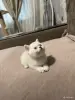 Кошки - Котенок шотландский - Вся Беларусь - Фото 4 Котенок шотландский - Вся Беларусь - 249846 - Доска объявлений Kupika.by - Фото 4