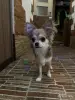 Чихуахуа щенок длинношерстный - Вся Беларусь - 247784 - Доска объявлений Kupika.by - Фото 2