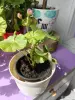 Розебудная цветущая герань Antique Rose - Вся Беларусь - 250216 - Доска объявлений Kupika.by - Фото 8