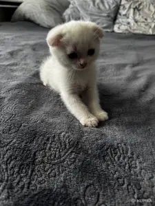 Котенок шотландский