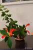 Комнатные растения - Домашние цветы - Буда-Кошелево - Фото 10 Домашние цветы - Буда-Кошелево - 248830 - Доска объявлений Kupika.by - Фото 10