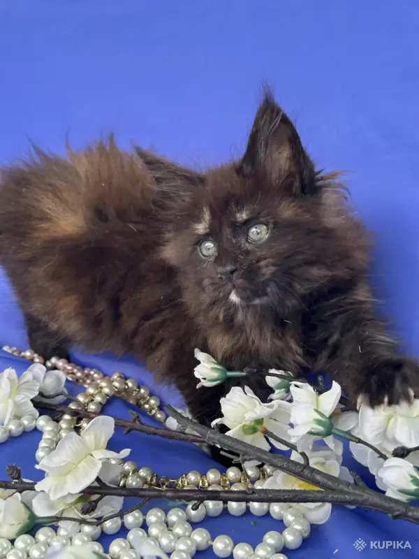 Мейн-Кун котята чистокровные - Вся Беларусь - 249572 - Доска объявлений Kupika.by - Фото 4