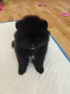 Мальчик чёрный шпиц