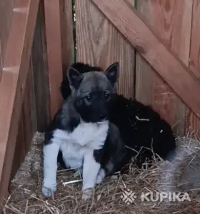 Щенки в поиске домов
