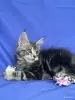 Мейн-Кун котята чистокровные - Вся Беларусь - 249572 - Доска объявлений Kupika.by