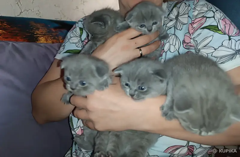 Котята (британские)