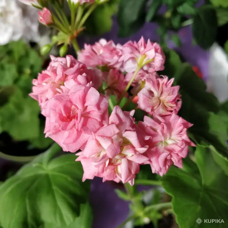 Розебудная цветущая герань Antique Rose - Вся Беларусь - 250216 - Доска объявлений Kupika.by - Фото 6
