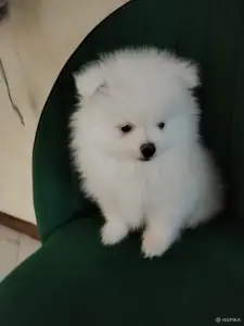 Померанский шпиц