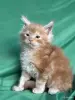Мейн-кун котята - Вся Беларусь - 249217 - Доска объявлений Kupika.by