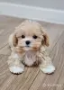 Щенки Мальтипу - Вся Беларусь - 247756 - Доска объявлений Kupika.by - Фото 2