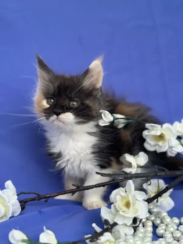 Мейн-Кун котята чистокровные - Вся Беларусь - 249572 - Доска объявлений Kupika.by - Фото 3